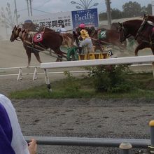 土ボコリをたてながら走る競走馬