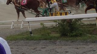 歩きながら、競馬鑑賞