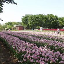 ハウステンボス  (フリンジ咲き系の桃に白花のチューリップ)