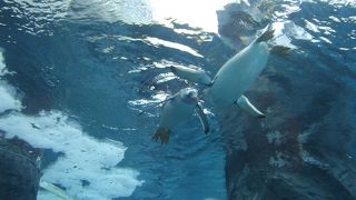 冬でも大混雑☆動物たちは元気いっぱい