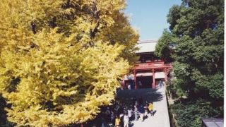 ２０１０年３月１０日　午前４時４０分　鶴岡八幡宮の大銀杏が倒壊。　そのときの神奈川新聞の記事より