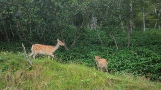 シカの親子
