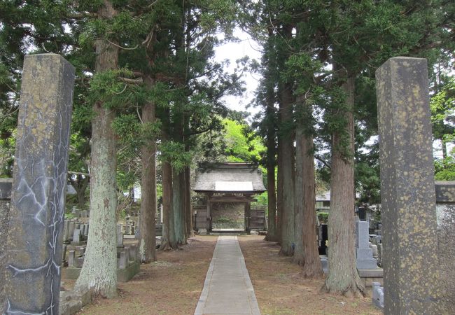 関山という遅咲きの桜がありました