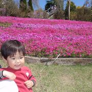 知られざる芝桜の名所