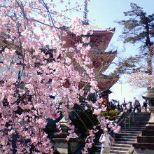 赤い塔に桜が華を添えます。