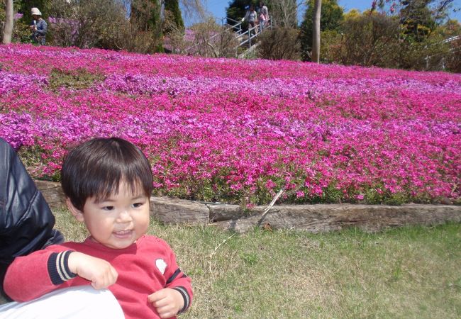 知られざる芝桜の名所