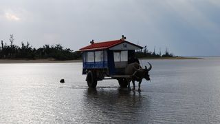 水牛車で渡る珍しい島