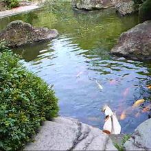 池の鯉（白鳥）の餌やりに夢中