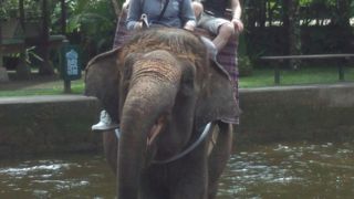 カーチャーターでエレファントサファリへ～