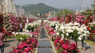 2013年バラ祭は6/2まで