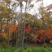 色づいた木々が綺麗
