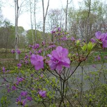 もみじもも満開。でも本数は少ない