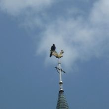 カラスと風見鶏