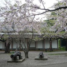 桜の花と建物
