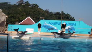 海中で泳ぐイルカが見られます