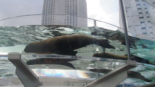 アシカの泳ぐ姿が楽しい！