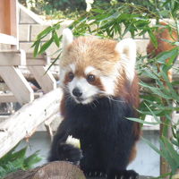 野毛山動物園