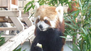 野毛山動物園