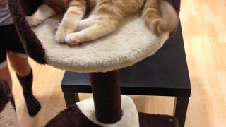 子供がよろこぶぅ