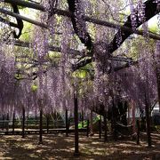 西寒多神社藤まつり