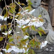 石割桜を見終えたら、龍谷寺のモリオカシダレも