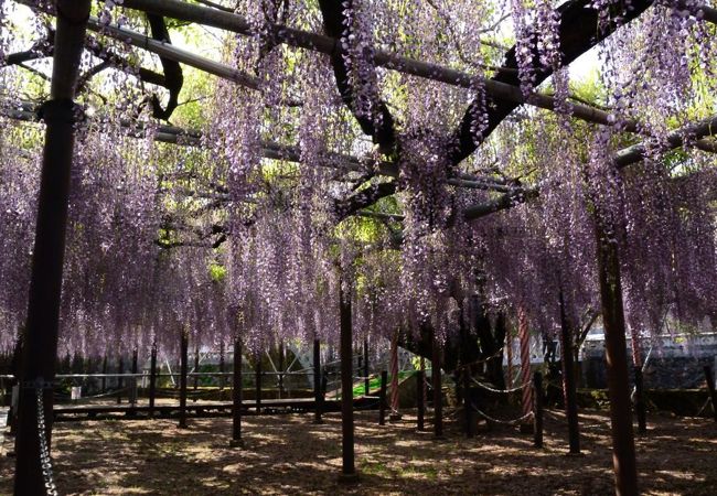 西寒多神社藤まつり