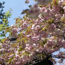 資料館前には、遅咲きの八重桜が美しく咲いていました。