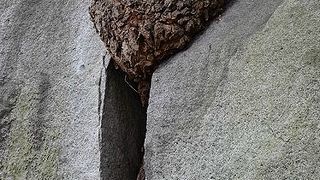 花崗岩の割れ目を押し広げて成長した、ど根性桜