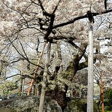 ２０００年には、５０年ぶりに樹木医に治療してもらった石割桜。