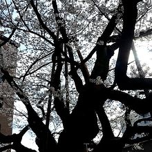 見る角度によっては、荒々しい枝振りの石割桜。