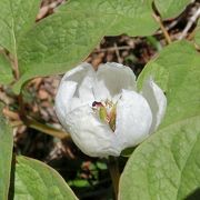 行者還岳への登山道は、花街道と呼ばれるくらいに様々な花が咲きます