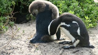 人を恐れないペンギン