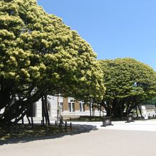 国天然記念物のしいのき