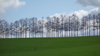 樹木の列が特徴です。