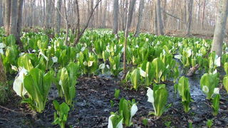 なかなかの規模