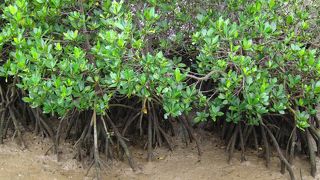 初めてマングローブ林を見ました