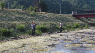 美しい川に生息している可憐な梅花藻