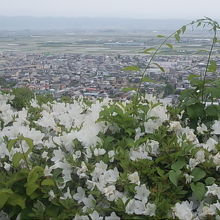 ツツジ越しに眺める下界の風景も格別です