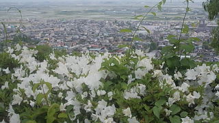 つつじの季節が見事です