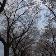 桜並木の名所