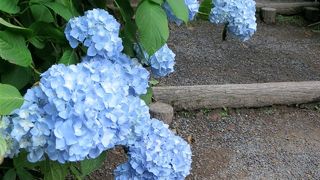 ブルー系に纏められた紫陽花がいっぱい