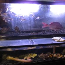 玄関には大きな生簀が