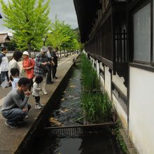 養老館のお濠端。