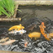 わさわさいます。