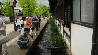 太った錦鯉が見られます。