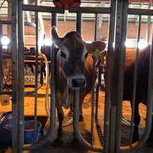 乳を搾られてる牛ちゃん♪微動だにせず超可愛い。。