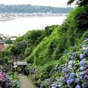 紫陽花の先に由比ヶ浜が見える絶景