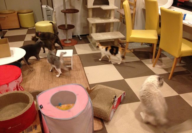 猫まるカフェ クチコミ アクセス 営業時間 上野 御徒町 フォートラベル