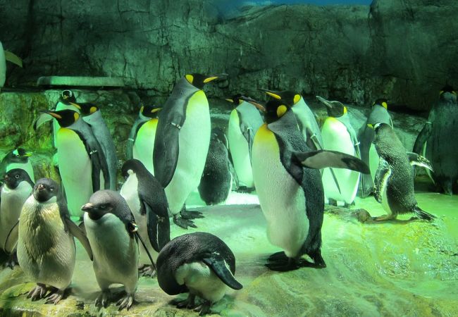 海遊館 クチコミ アクセス 営業時間 大阪ベイエリア フォートラベル 海遊館 クチコミ アクセス 営業時間 大阪ベイエリア フォートラベル