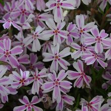 芝桜、"多摩の流れ"